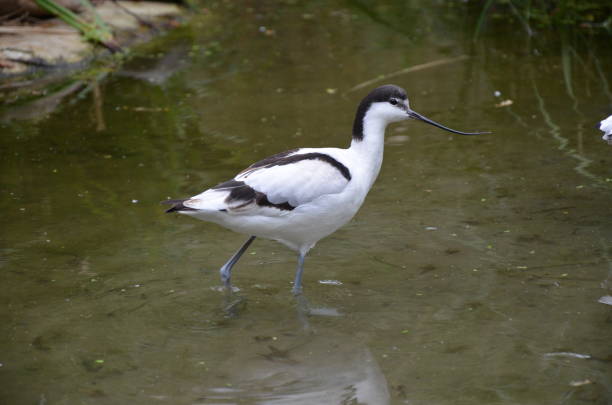 istock Pied avocet ( Recurvirostra avosetta ) in Frankfurt zoo 1248724578