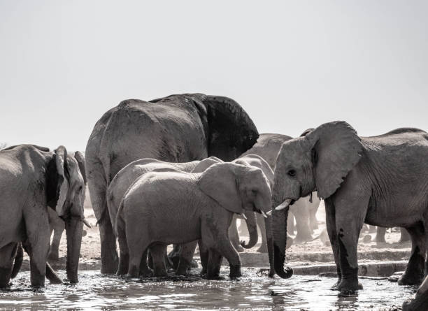 istock A family of elephants 1248724619