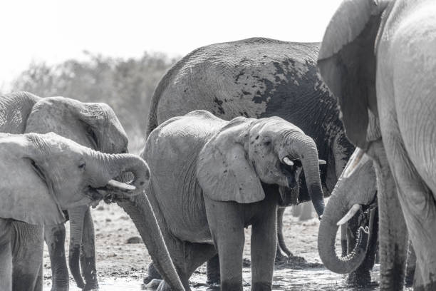 istock A family of elephants 1248724641