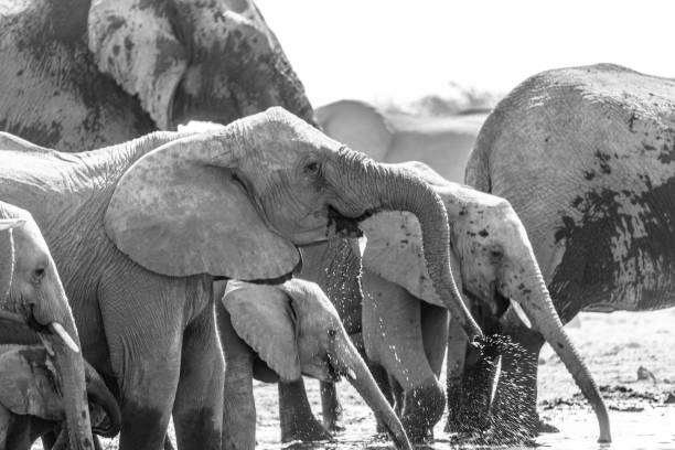 istock A family of elephants 1248724658