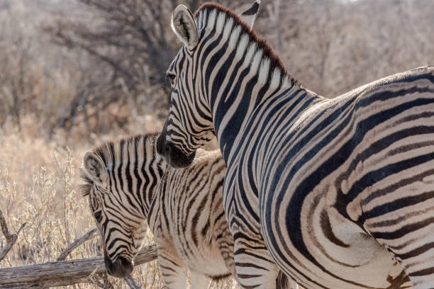 istock A female zebra and her baby 1248725629
