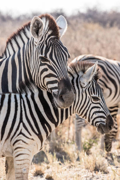 istock A female zebra and her baby 1248725707