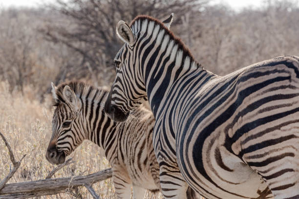 istock A female zebra and her baby 1248725739