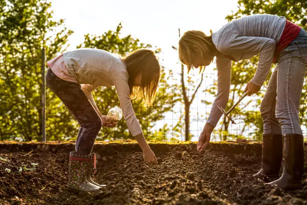 Mother and Daughter Sowing Green Peas Seeds in Spring Vegetable Garden