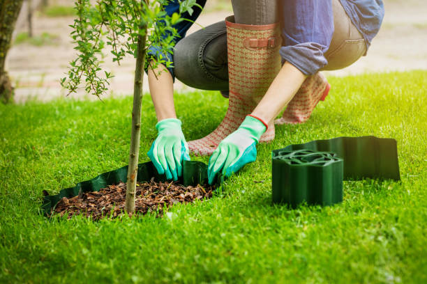 istock woman install plastic lawn edging around the tree in garden 1248730235