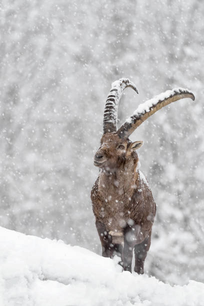 amazing encounter with Alpine ibex wrapped by snow