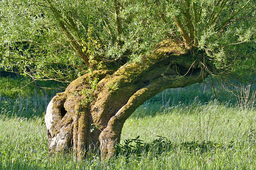 traditional Pollard Willow Tree (Salix viminalis) in Rhineland,Germany