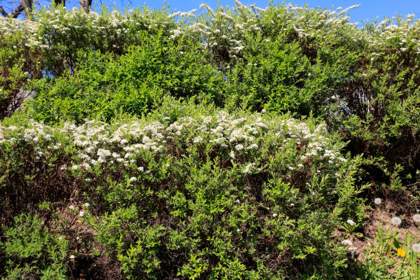 istock Shrubs with small white flowers form a hedge 1248732577