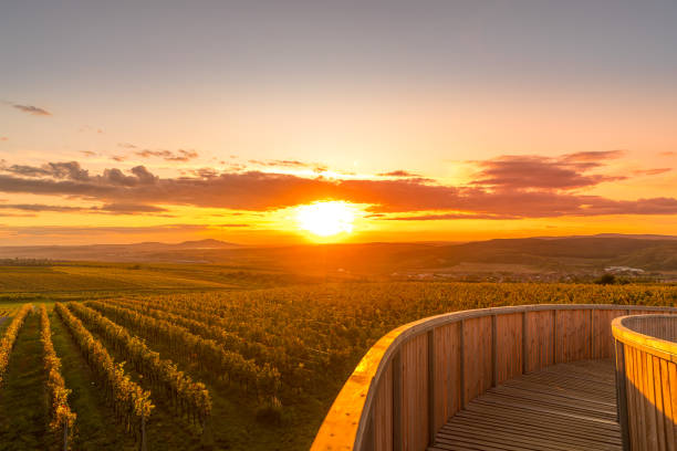 construction du point d’observation kobylí vrch et l’une des colonnes surplombant le champ de vin et les vignes fraîches et le coucher du soleil pendant la soirée d’automne de la moravie du sud. - asia kanchanaburi province lake nature photos et images de collection