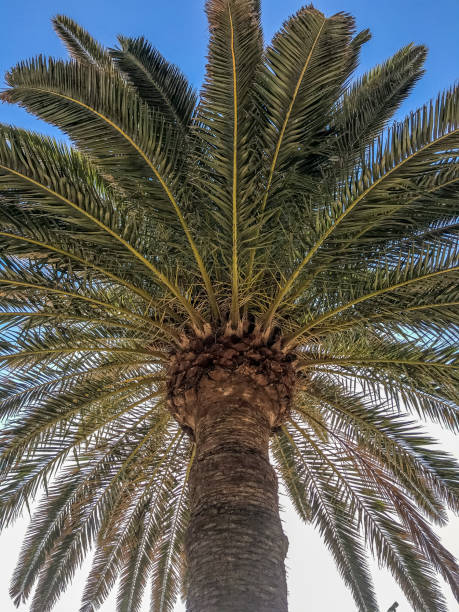 istock Palm tree a sunny day in the Gran Canary island 1248732872