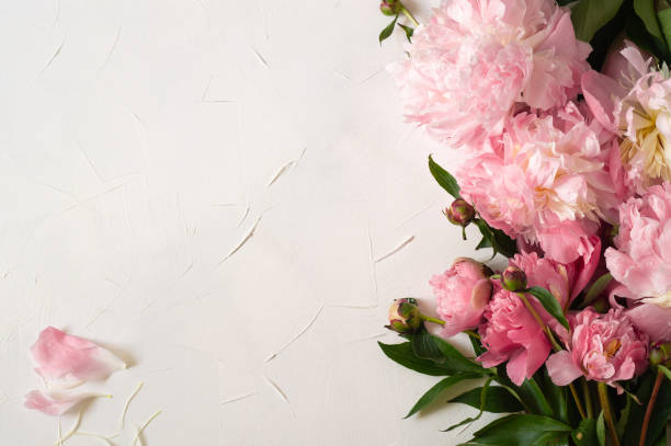 istock Peonies Flat lay. Beautiful peony flower for any holiday 1248734365