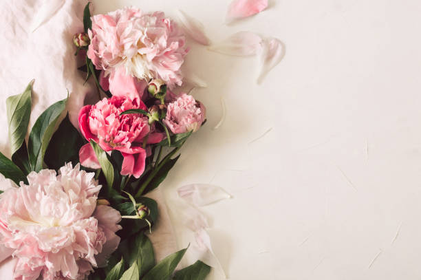 istock Peonies Flat lay. Beautiful peony flower for any holiday 1248734373