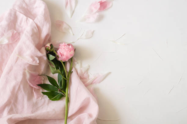 istock Beautiful peony flower for any holiday 1248734440