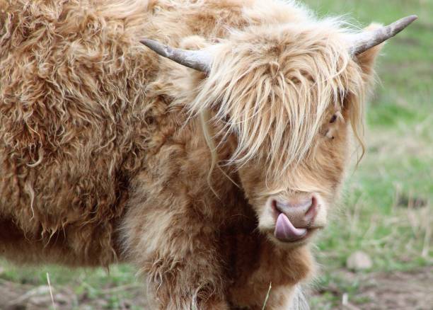 istock Brown Highland Cow, Scotland 1248735491