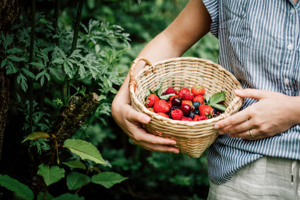 Woman collecting fresh berries Close-up of a woman collecting fruits and berries in a wicker basket in garden. Female picking fresh berries. berry basket stock pictures, royalty-free photos & images