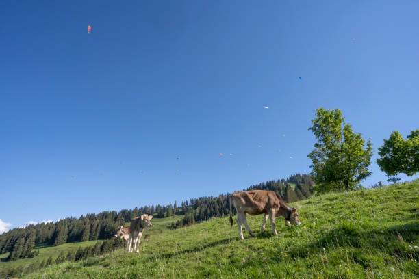 Paragliders in the blue sky of the Allgau Alps around the Mittag summit in Immenstadt, wathched by 3 baby cows on the pasture, Bavaria
