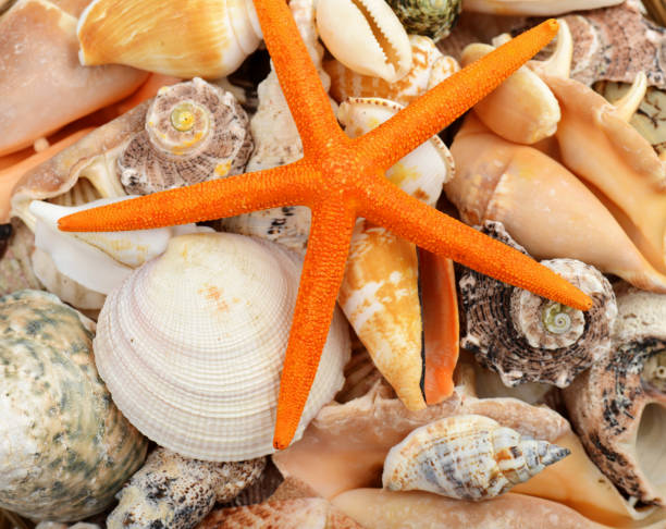 sea shells background sea shells background sanibel island stock pictures, royalty-free photos & images