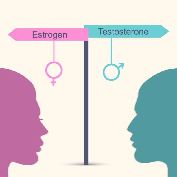 Estrogen and testosterone concept Estrogen and testosterone concept. Man and woman head icons vector illustration oestrogen stock illustrations