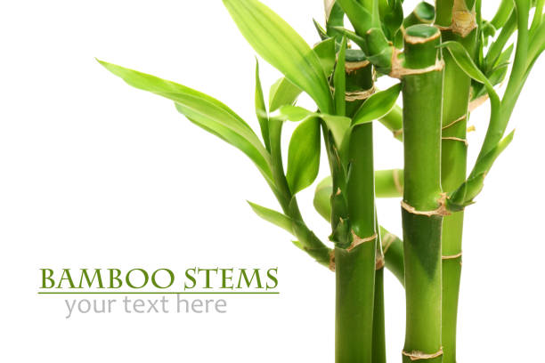 łodygi bambusa na białym tle - bamboo bamboo shoot green isolated zdjęcia i obrazy z banku zdjęć