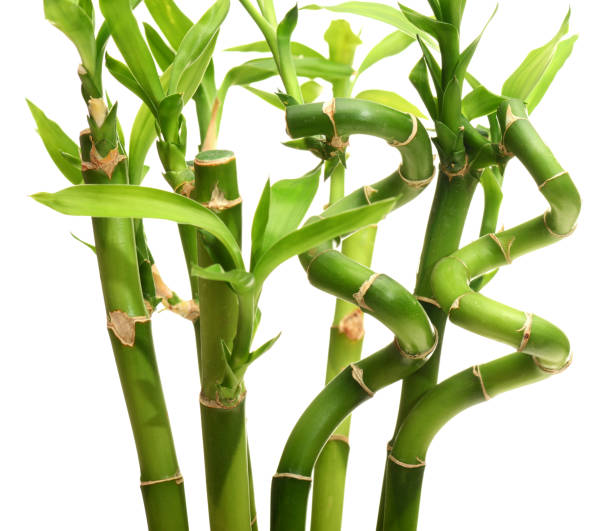 łodygi bambusa na białym tle - bamboo bamboo shoot green isolated zdjęcia i obrazy z banku zdjęć