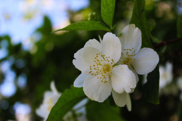 istock Amazing white flowers with four petals with a dark background. Philadelphus coronarius, sweet mock-orange, English dogwood. 1248738708
