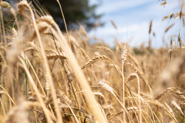 istock Golden wheat field at sunny day 1248739076