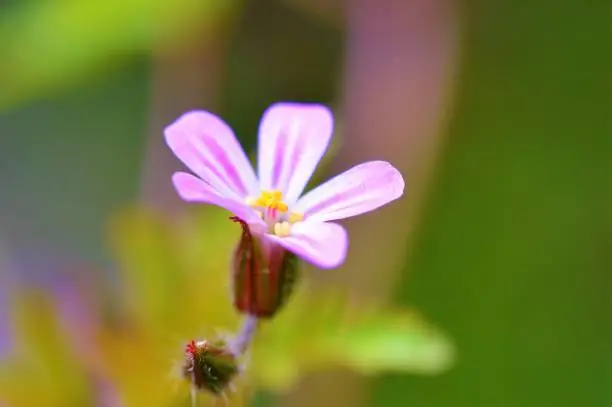 Close-up image of a colourful herb-robert flower.