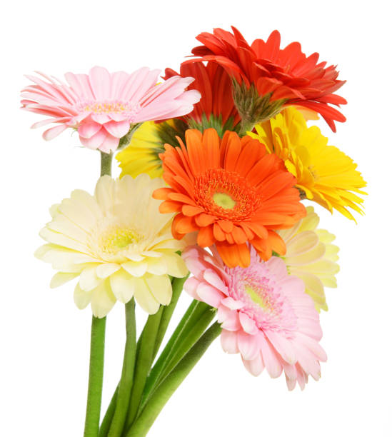 흰색 배경에 거베라 꽃 - gerbera daisy single flower flower spring 뉴스 사진 이미지