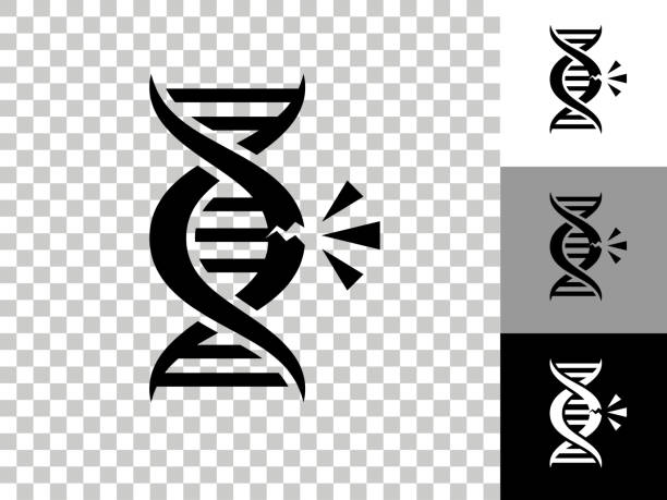 DNA Break Icon on Checkerboard Transparent Background DNA Break Icon on Checkerboard Transparent Background. This 100% royalty free vector illustration is featuring the icon on a checkerboard pattern transparent background. There are 3 additional color variations on the right.. genetic mutation stock illustrations