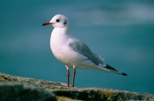 Seagull is standing on the rock with blue sky background.