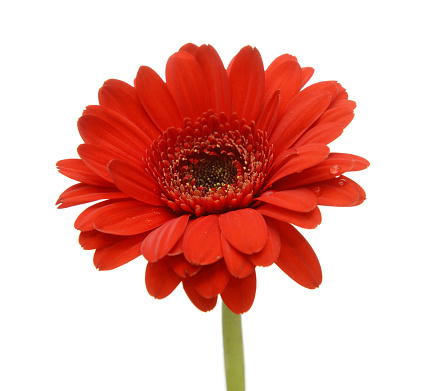 gerbera flower on a white background
