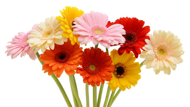 흰색 배경에 거베라 꽃 - gerbera daisy single flower flower spring 뉴스 사진 이미지