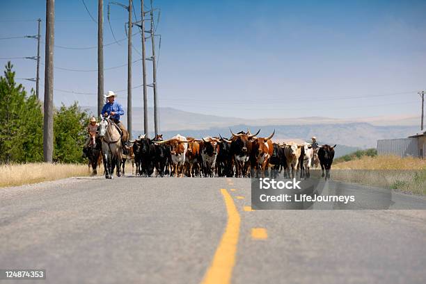 Arreo De Ganado Iiviolentamente El Pavimento Foto de stock y más banco de imágenes de Arreo de ganado - Arreo de ganado, Longhorn de Texas, Arrear