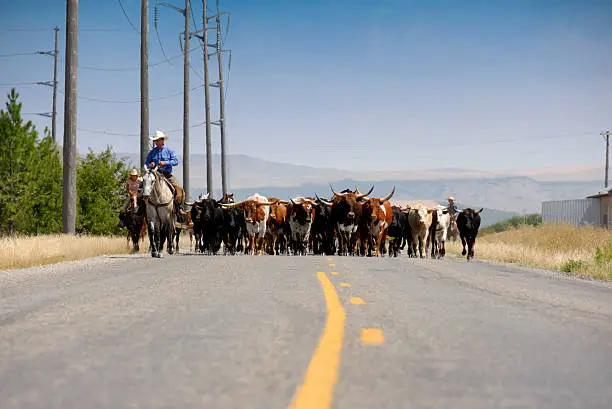 Photo of Cattle Drive II - Pounding The Pavement