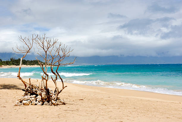 istock Beautiful Maui Beach 124874425