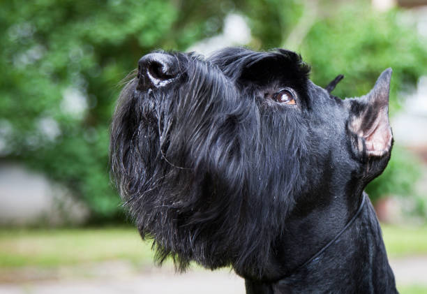 Dog, Giant Schnauzer, portrait (head) Dog, Giant Schnauzer, portrait (head) schnauzer stock pictures, royalty-free photos & images