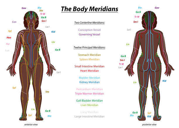 MERIDIAN SYSTEM CHART, black woman, female body with labelled meridians - anterior and posterior view - Traditional Chinese Medicine. MERIDIAN SYSTEM CHART, black woman, female body with labelled meridians - anterior and posterior view - Traditional Chinese Medicine. qi gong stock illustrations
