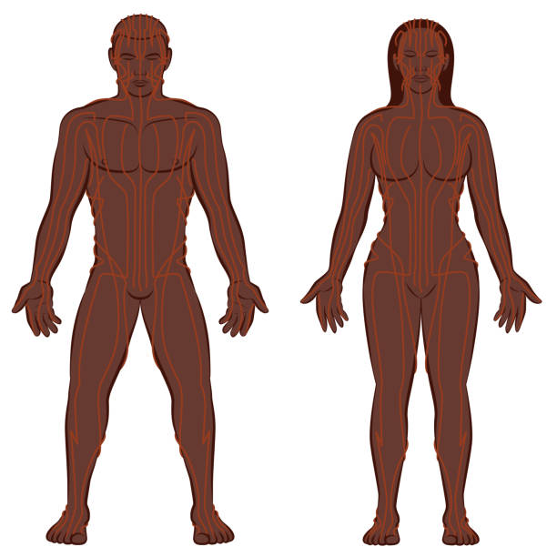 illustrazioni stock, clip art, cartoni animati e icone di tendenza di meridian system chart, coppia nera, corpo maschile e femminile con meridiani, medicina tradizionale cinese. illustrazione vettoriale su sfondo bianco - acupuncture shiatsu reflexology meridians