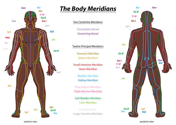 illustrazioni stock, clip art, cartoni animati e icone di tendenza di meridian system chart, uomo di colore, corpo maschile con meridiani etichettati - vista anteriore e posteriore - medicina tradizionale cinese. - acupuncture shiatsu reflexology meridians