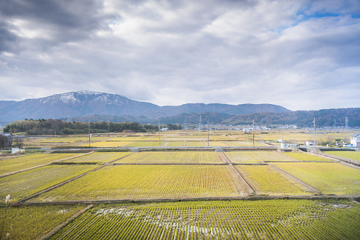 Beautiful landscape green rice fields prepare the harvest in japan