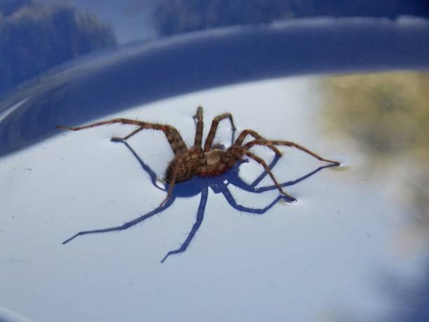 istock spider in water in a bowl 1248748560