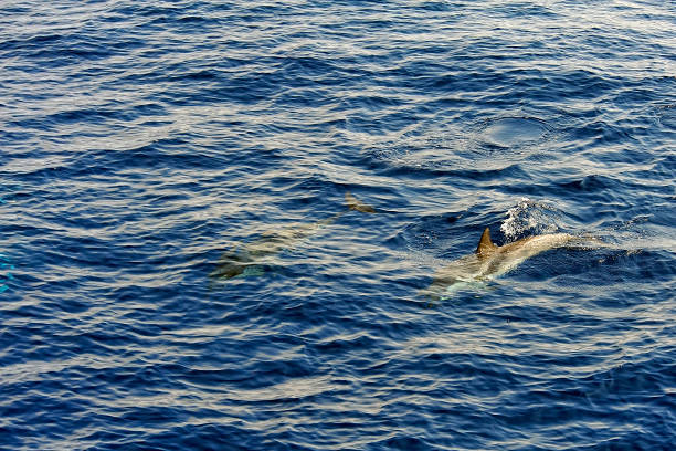 istock Pilot whale in the sea 1248748914