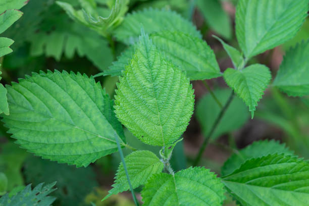 istock Wood Nettle Leaves in Springtime 1248749765