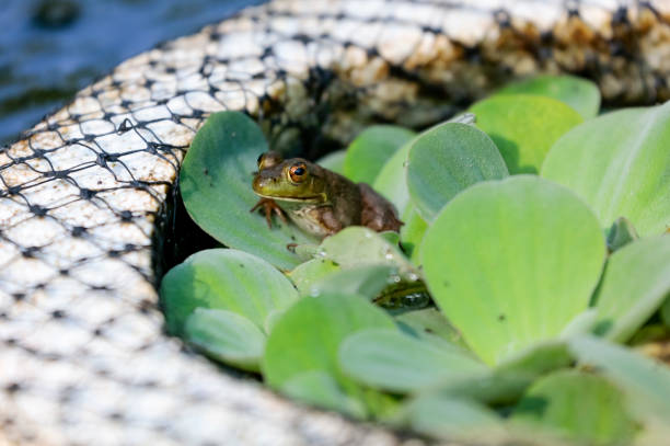 small green frog on a lily pad - frog water lily pond sunlight imagens e fotografias de stock