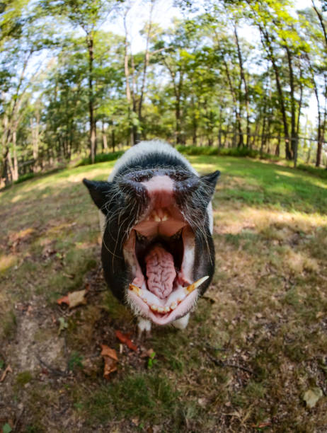 Domestic pig natural lighting portrait taken while smiling using a fish eye lens
