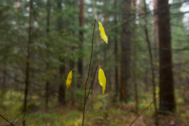 Foggy forest in autumn