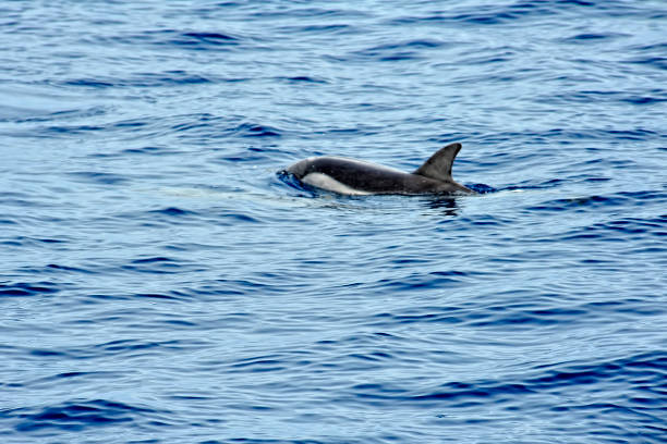 istock Pilot whale in the sea 1248750665