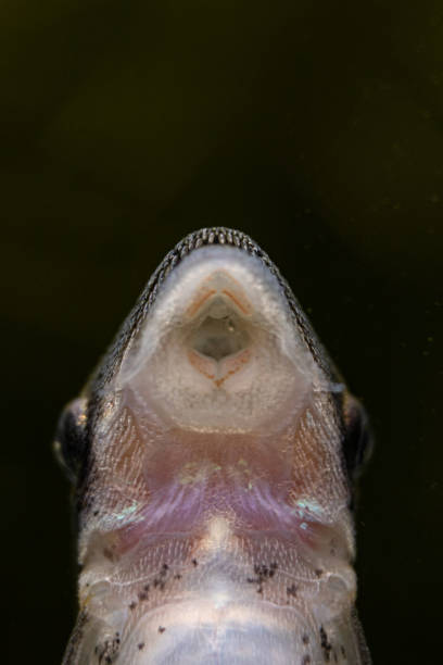 istock Ohrgitter-Harnischwels (Otocinclus) 1248750683