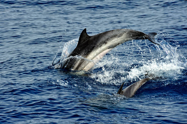 istock Pilot whale in the sea 1248751522