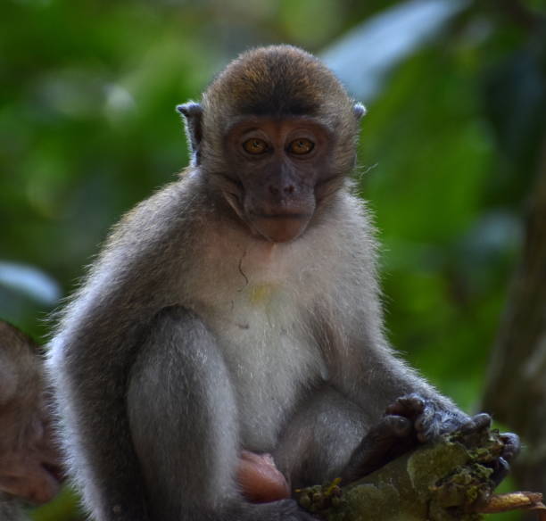 istock Young macaque monkey sitting in a tree in the jungle 1248751915